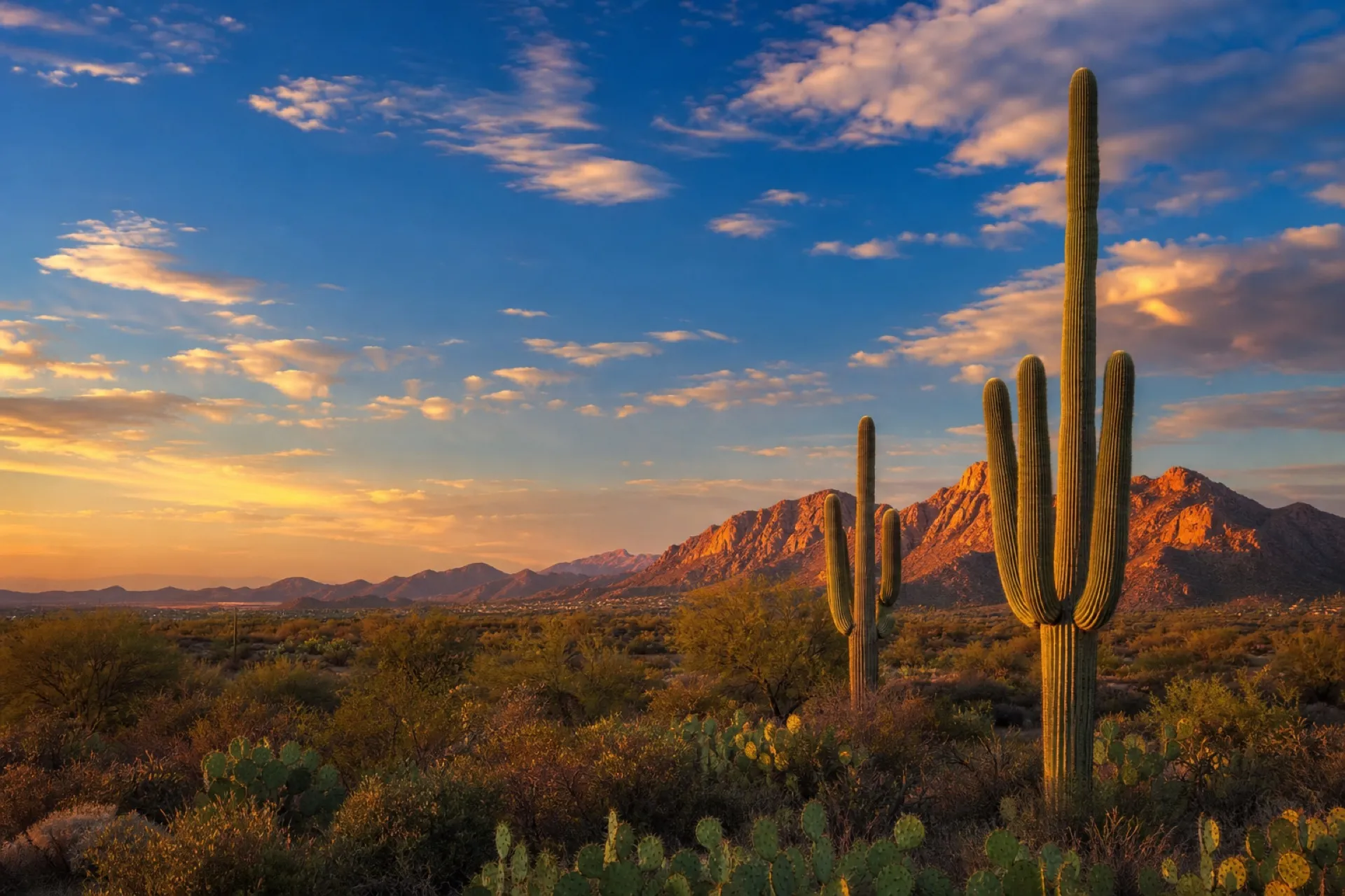 Saguaro cactus and the McDowell Mountains at golden hour in Scottsdale, Arizona